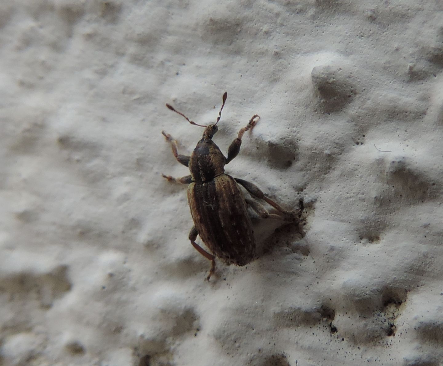Curculionidae: Hypera postica? S !
