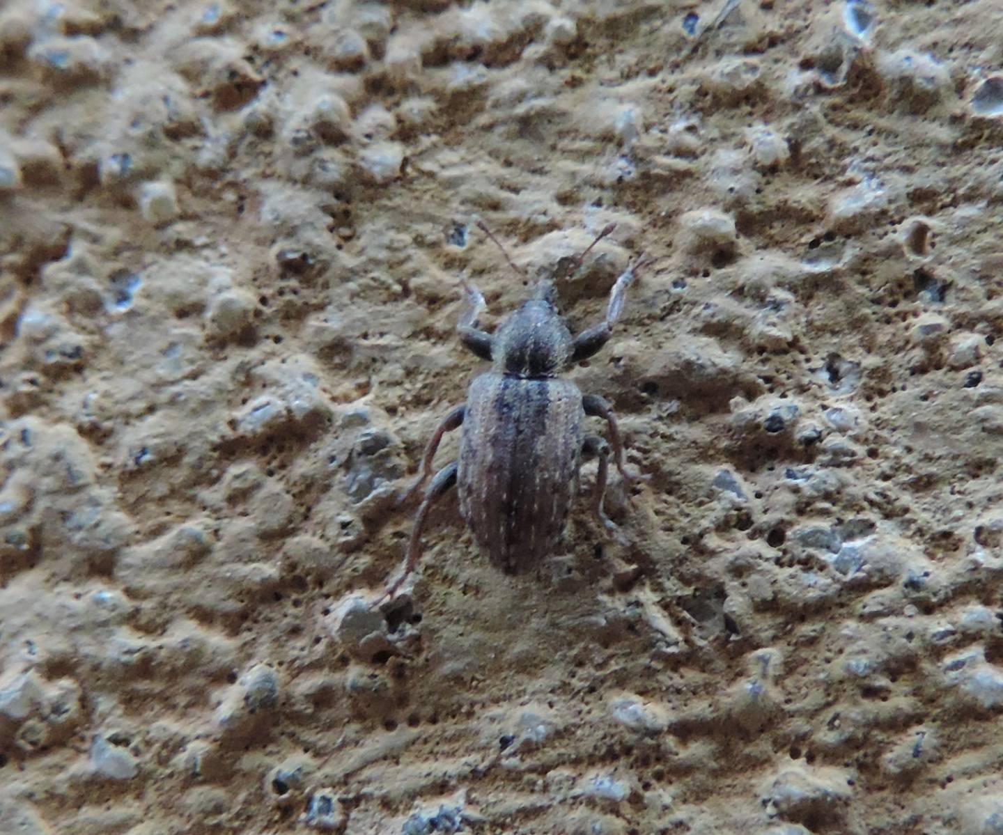 Curculionidae: Hypera postica? S !