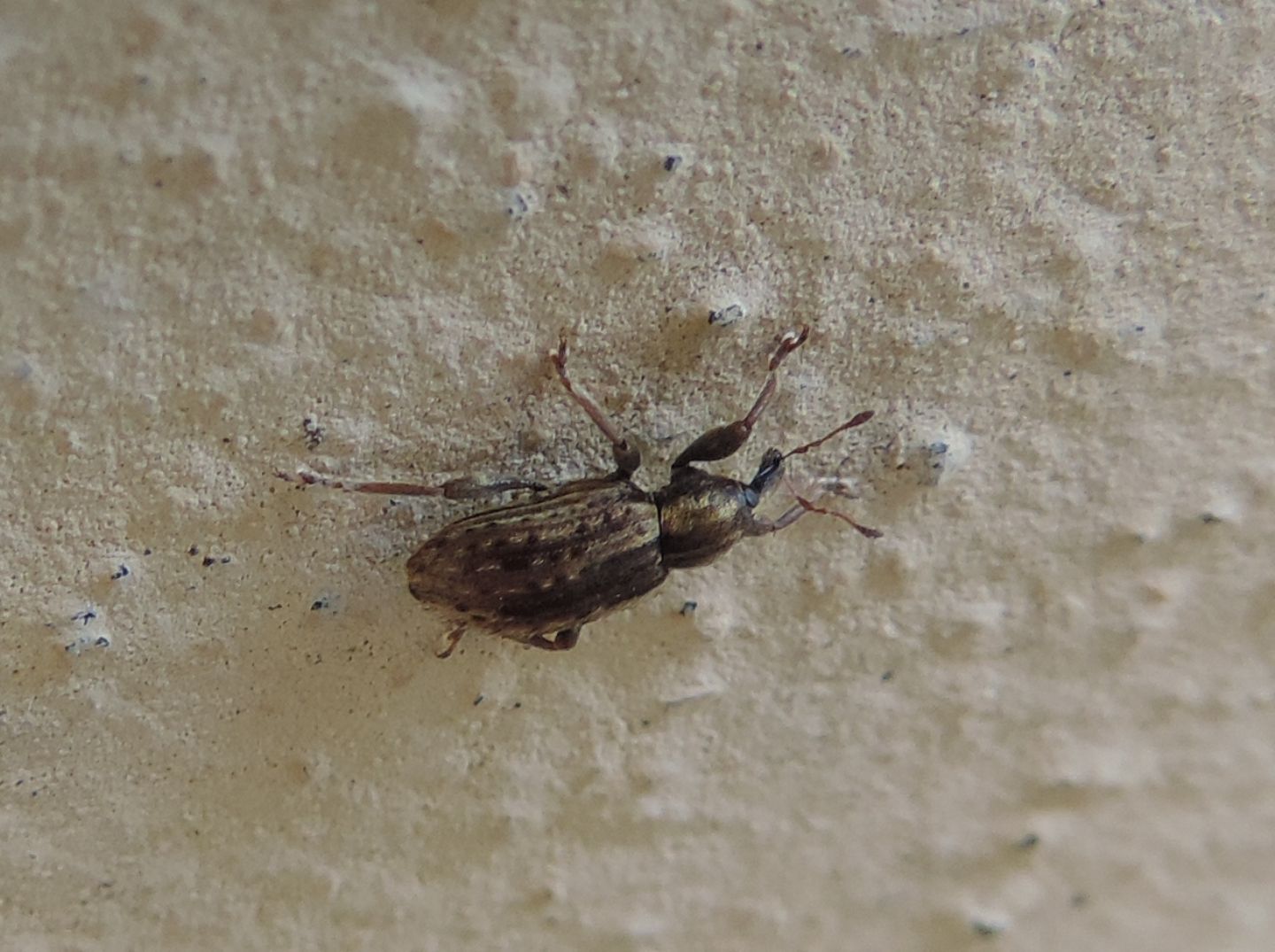 Curculionidae: Hypera postica? S !
