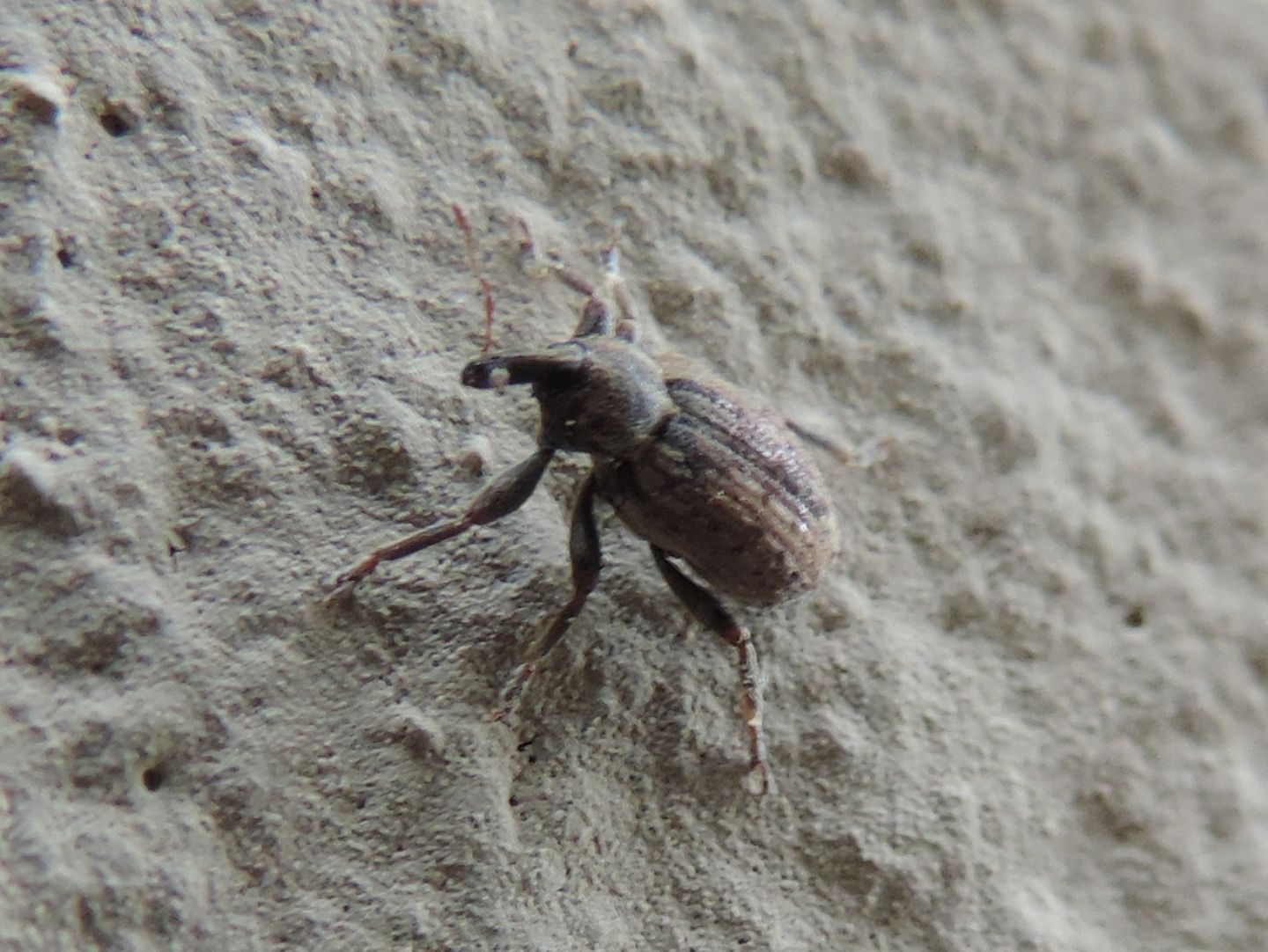 Curculionidae: Hypera postica? S !
