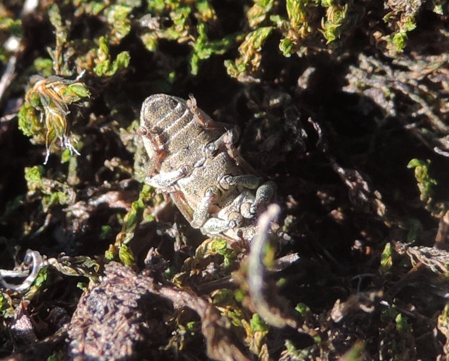 Curculionidae: Pseudomyllocerus invreae?  No, Sitona suturalis