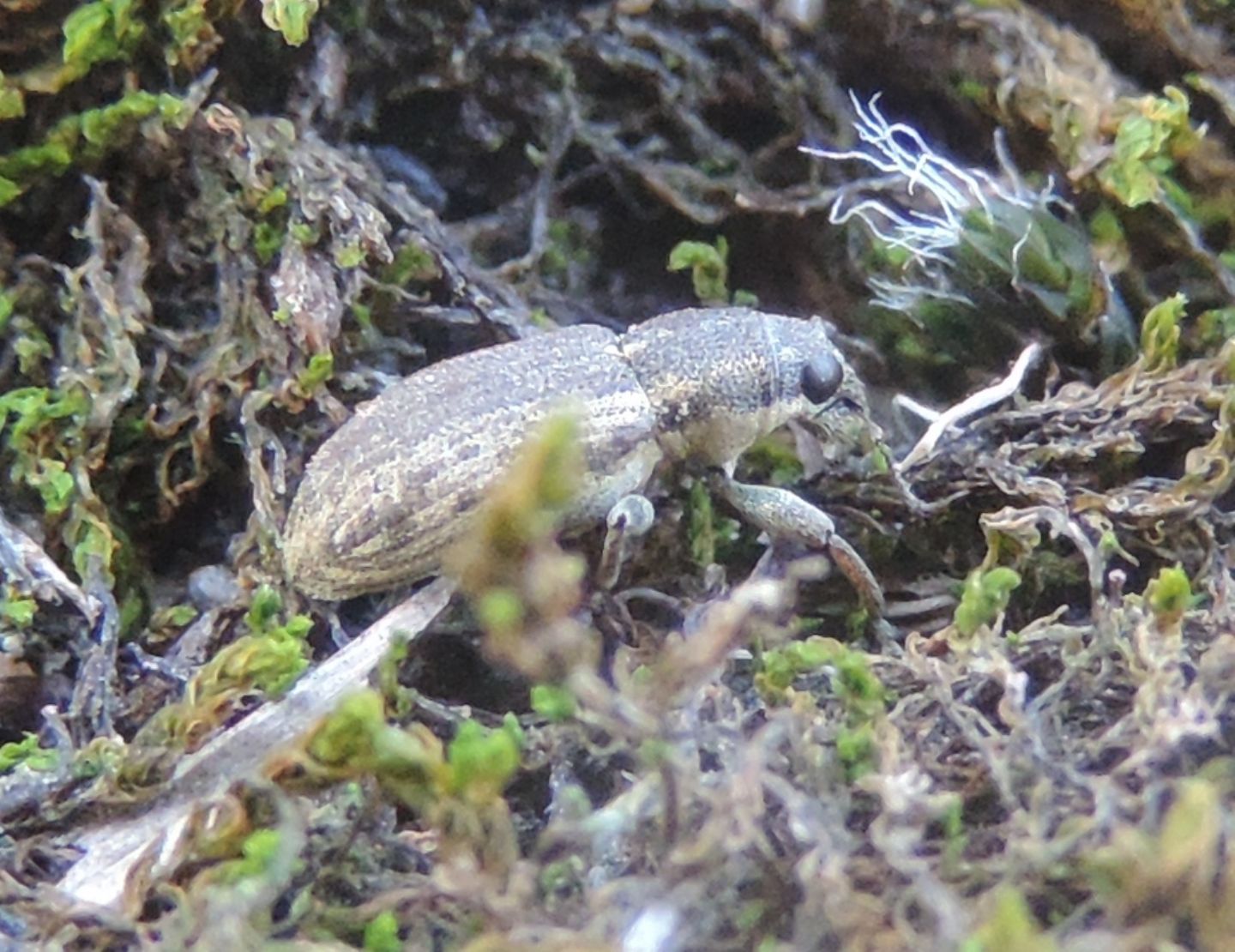 Curculionidae: Pseudomyllocerus invreae?  No, Sitona suturalis