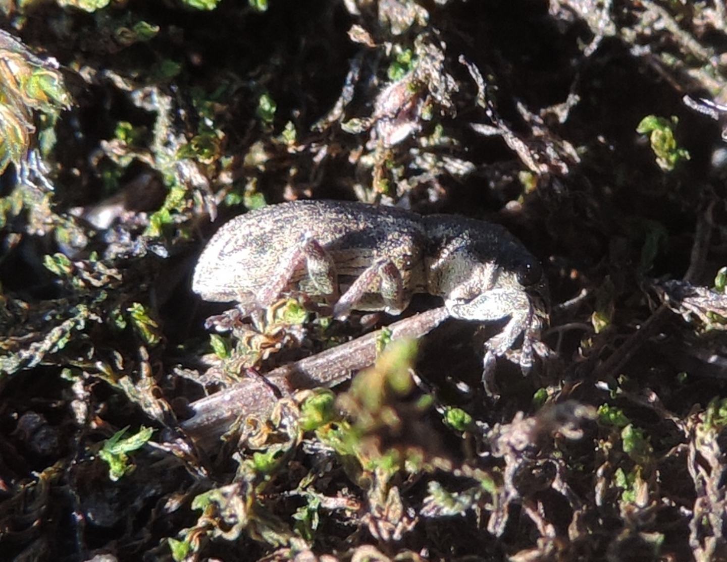 Curculionidae: Pseudomyllocerus invreae?  No, Sitona suturalis