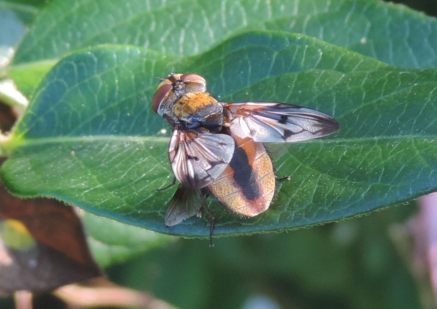 Ectophasia crassipennis?...  Ectophasia cfr. oblonga (Tachinidae)