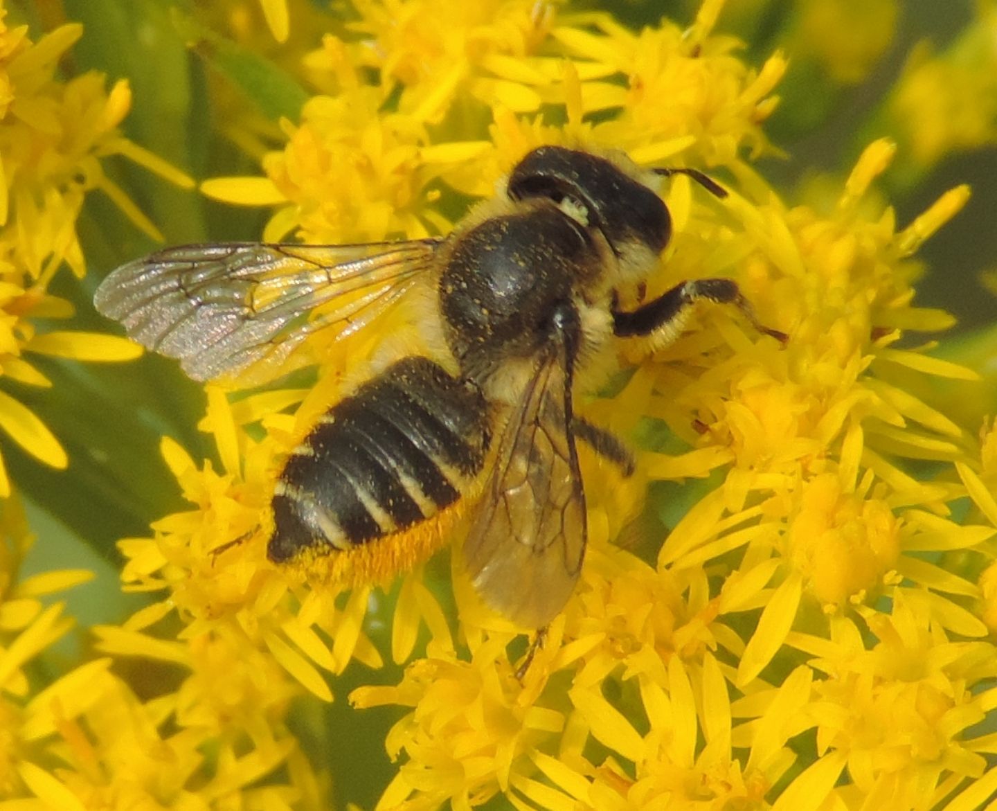 Apidae?  S, Megachile sp. (Apidae Megachilinae)