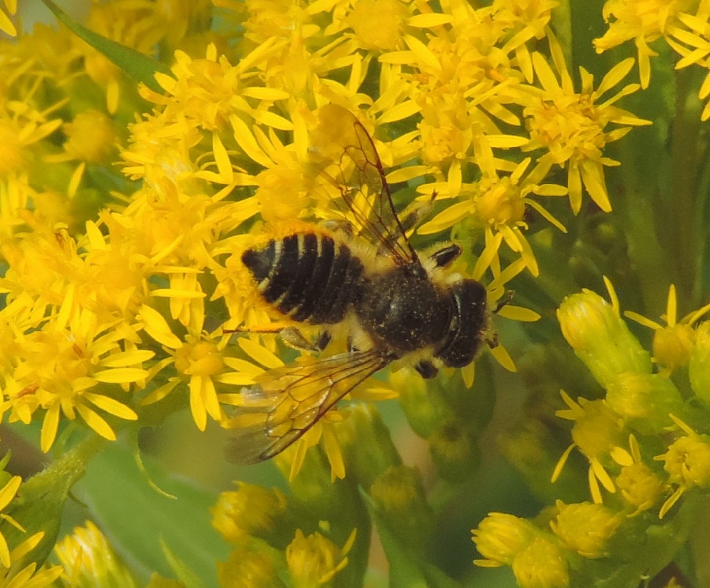 Apidae?  S, Megachile sp. (Apidae Megachilinae)