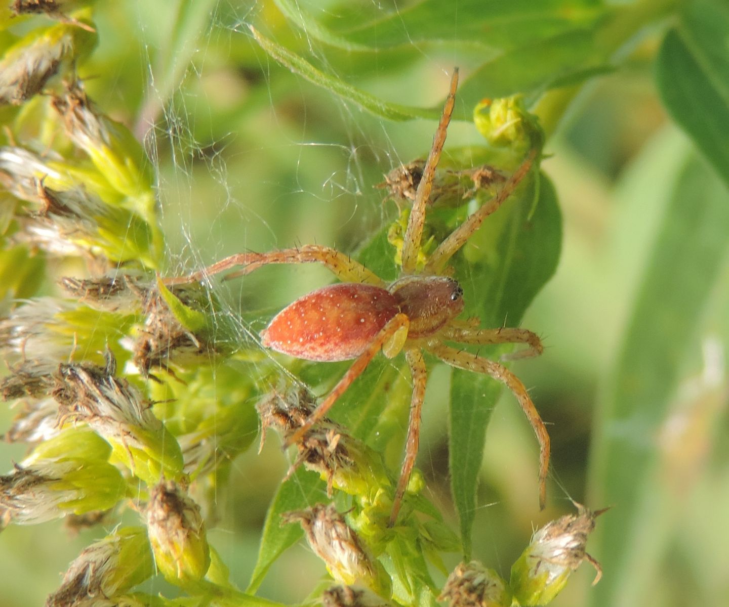 Dolomedes sp. - Parco La Mandria (TO)