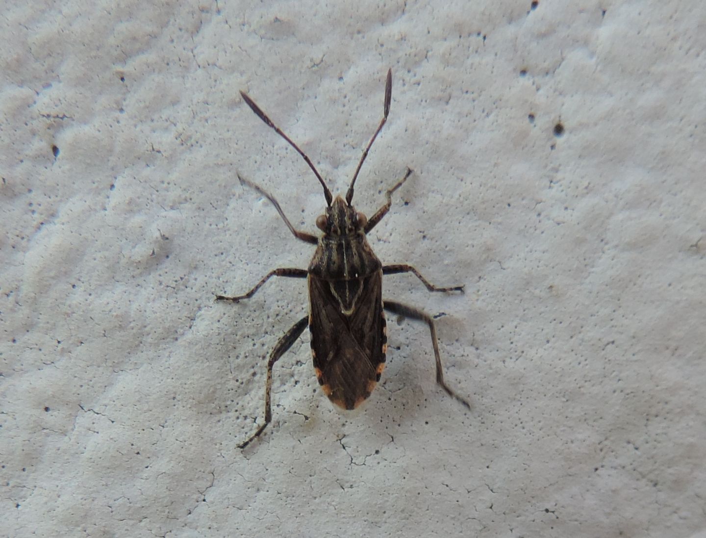 Rhopalidae: Stictopleurus sp.