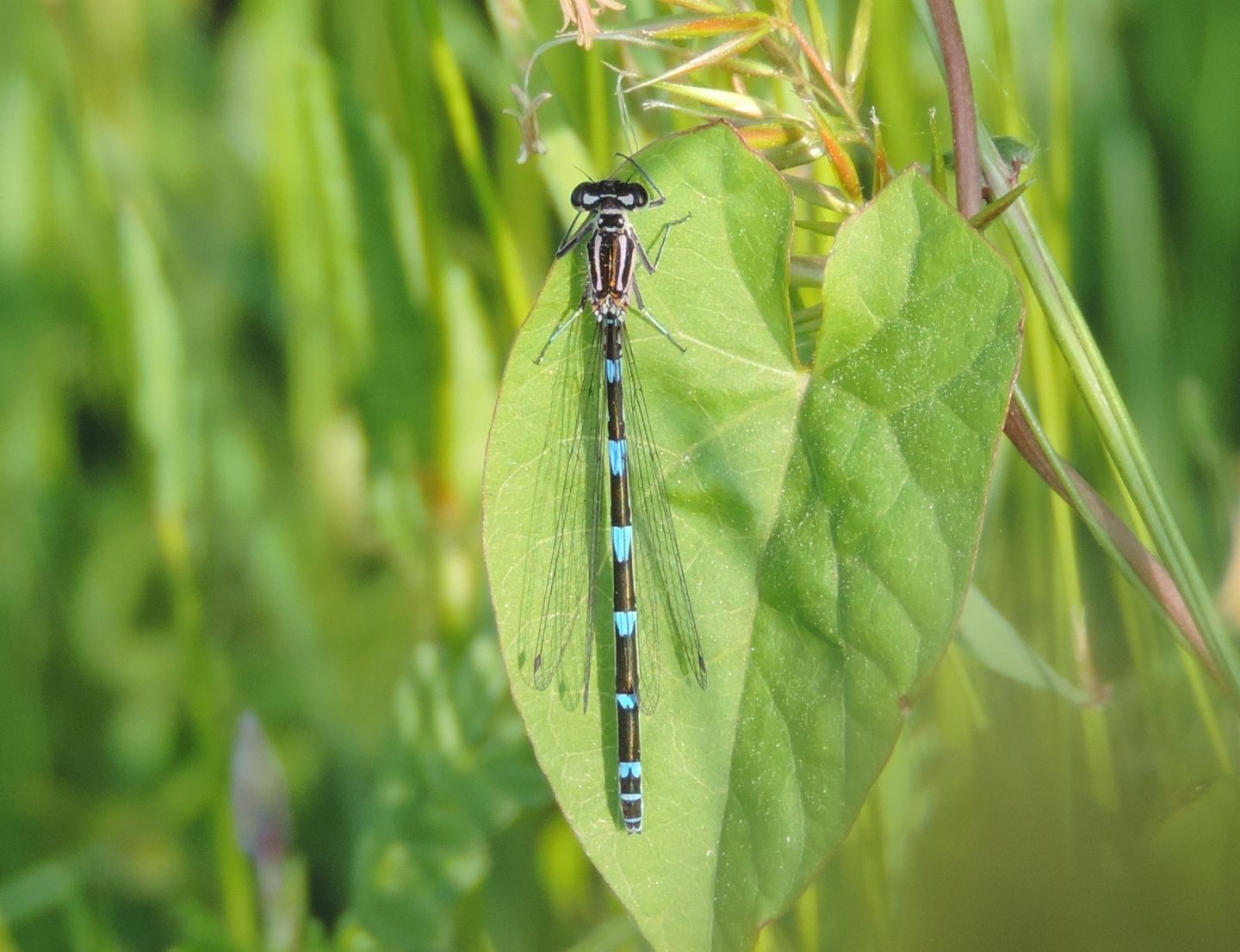 Coenagrion pulchellum? possibile ibrido pulchellum x puella