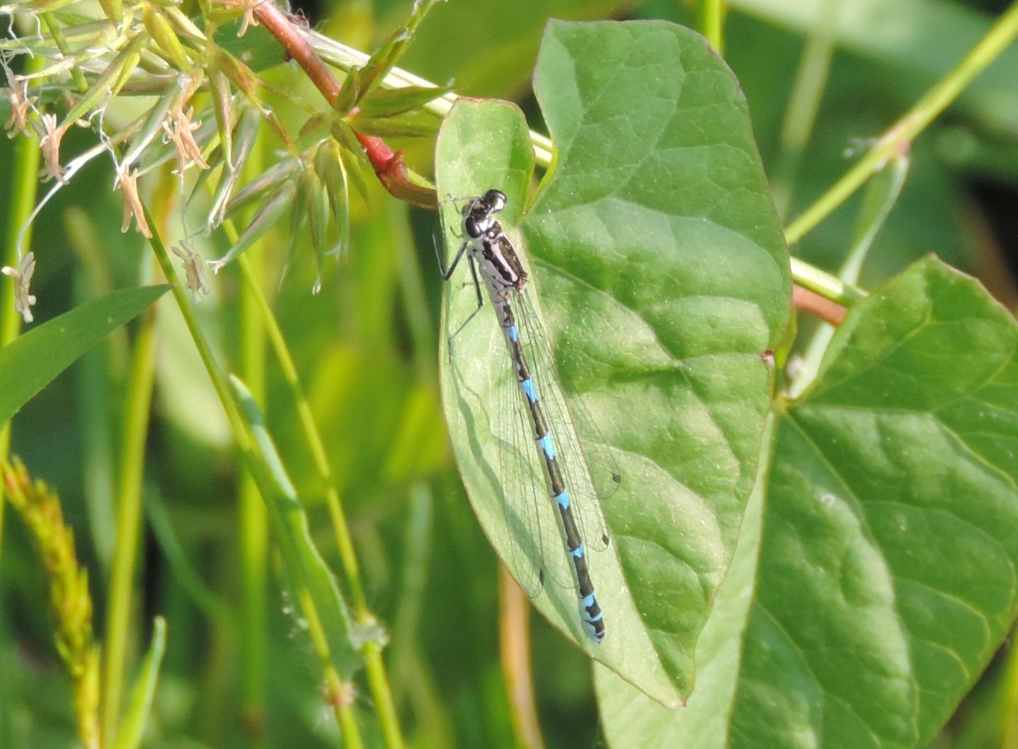 Coenagrion pulchellum? possibile ibrido pulchellum x puella