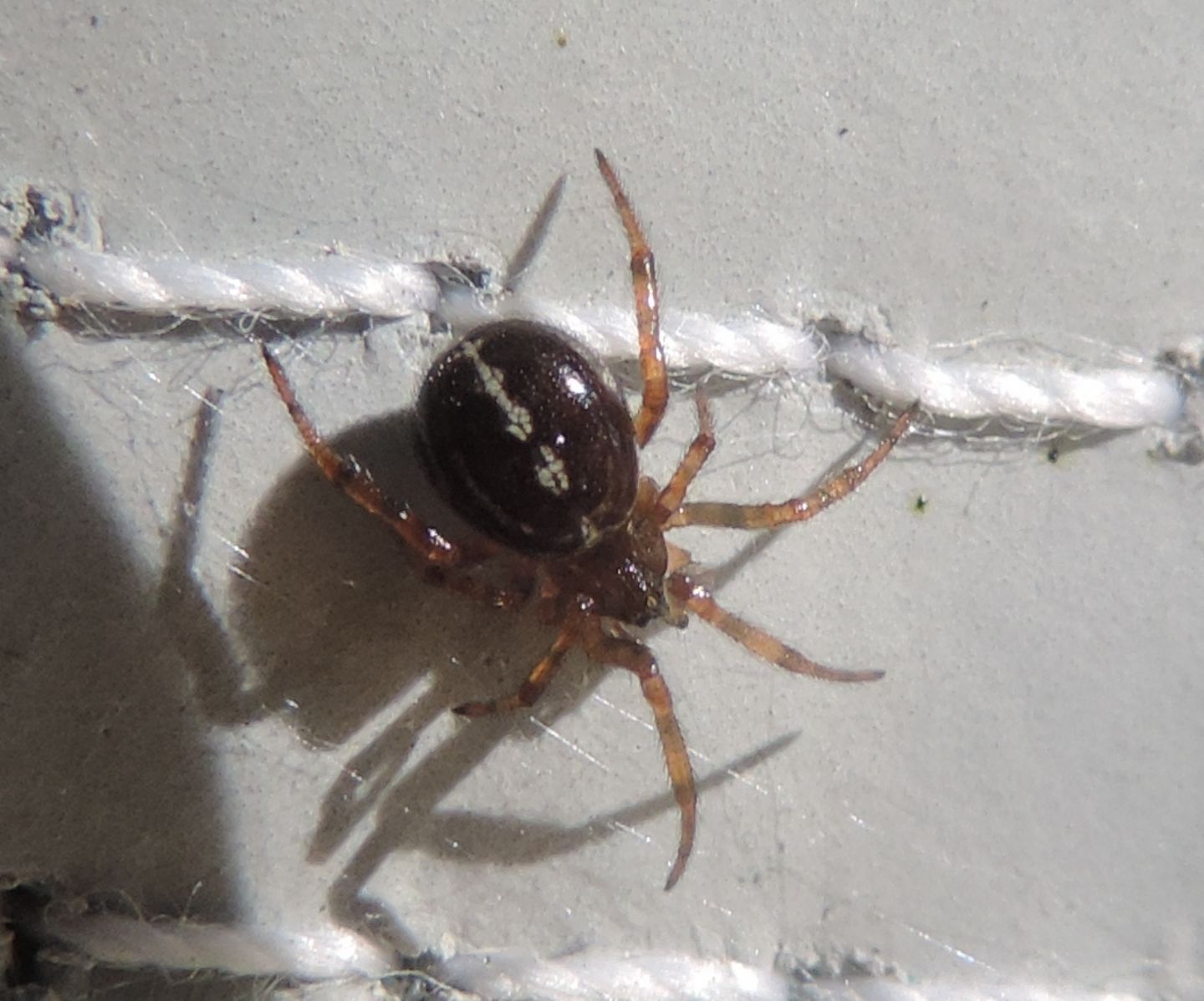 Theridiidae?  S, Steatoda bipunctata - Salbertrand (TO)