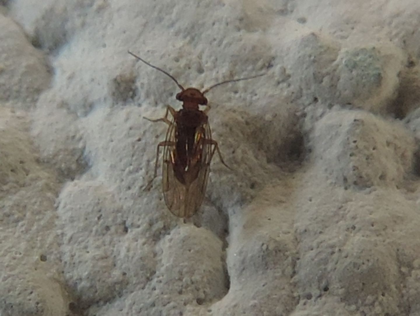 Ectopsocopsis cryptomeriae?