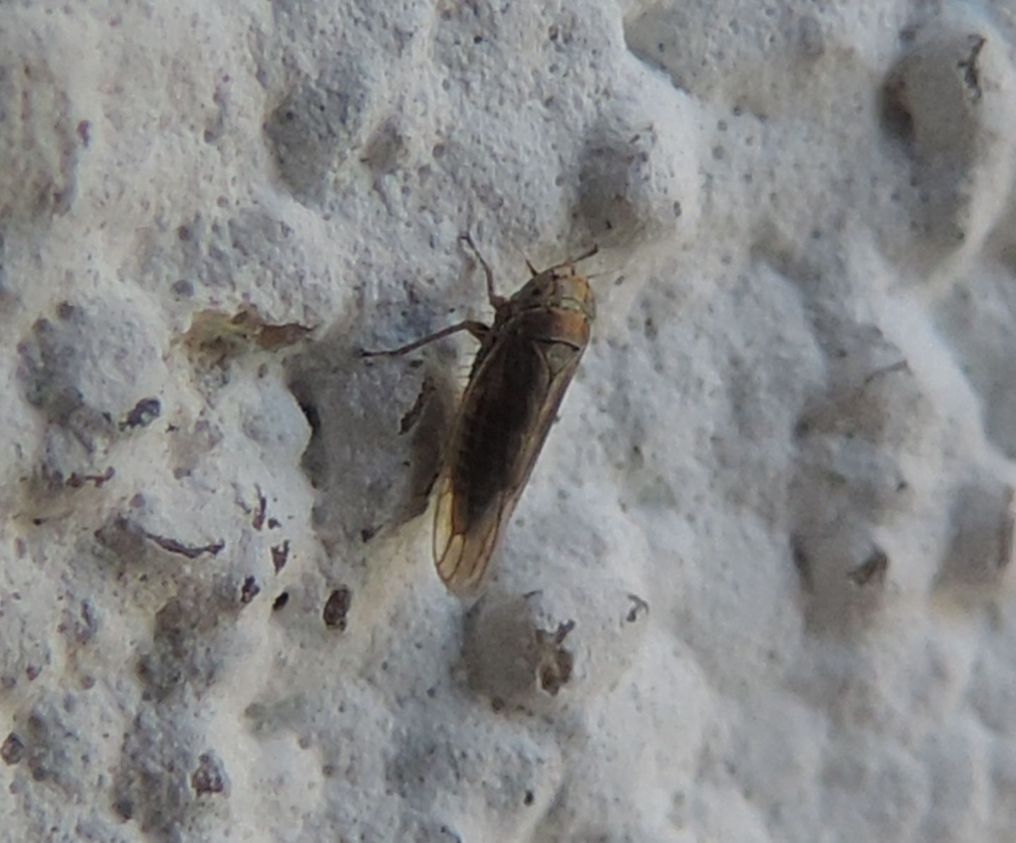 Minuscolo Cicadellidae