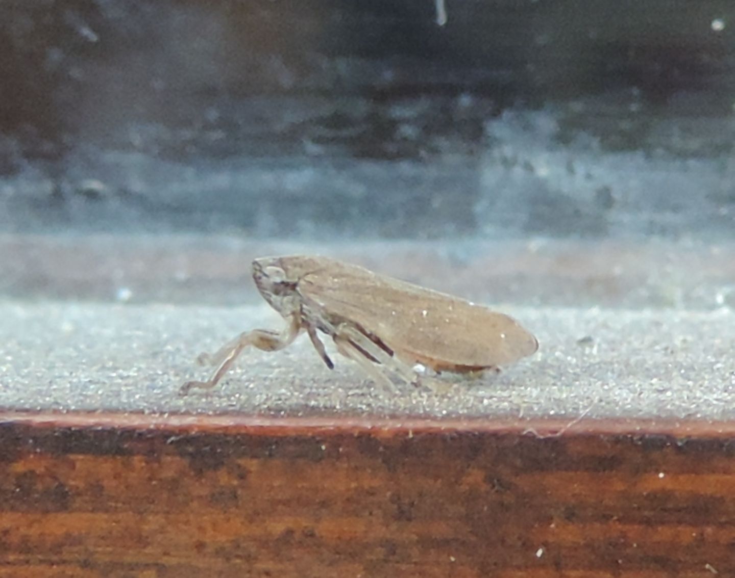 Cicadomorpha Aphrophoridae: Philaenus spumarius ?  Sì !
