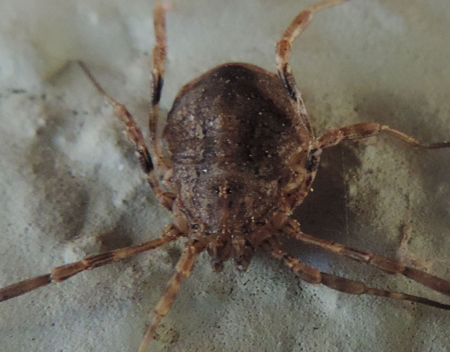 Odiellus spinosus?  S, femmina