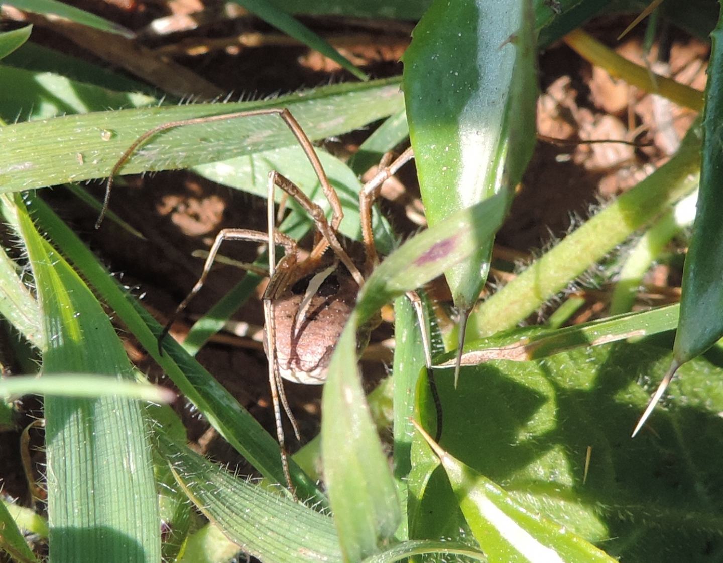 Phalangiidae: Metaphalangium cirtanum