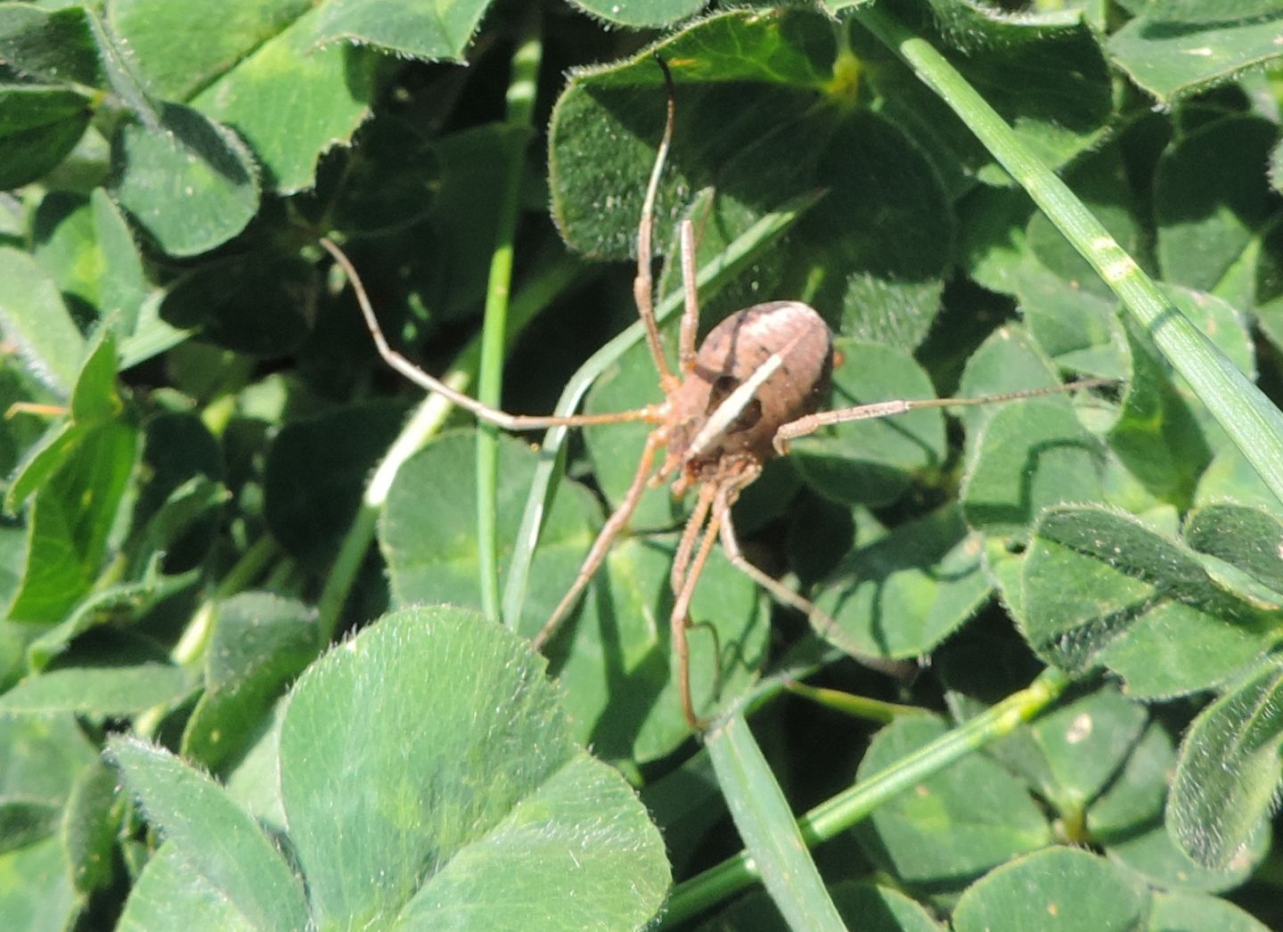 Phalangiidae: Metaphalangium cirtanum