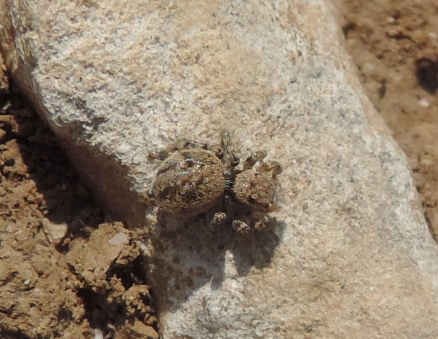 Salticidae:  cfr.  Aelurillus sp. - Balestrino (SV)