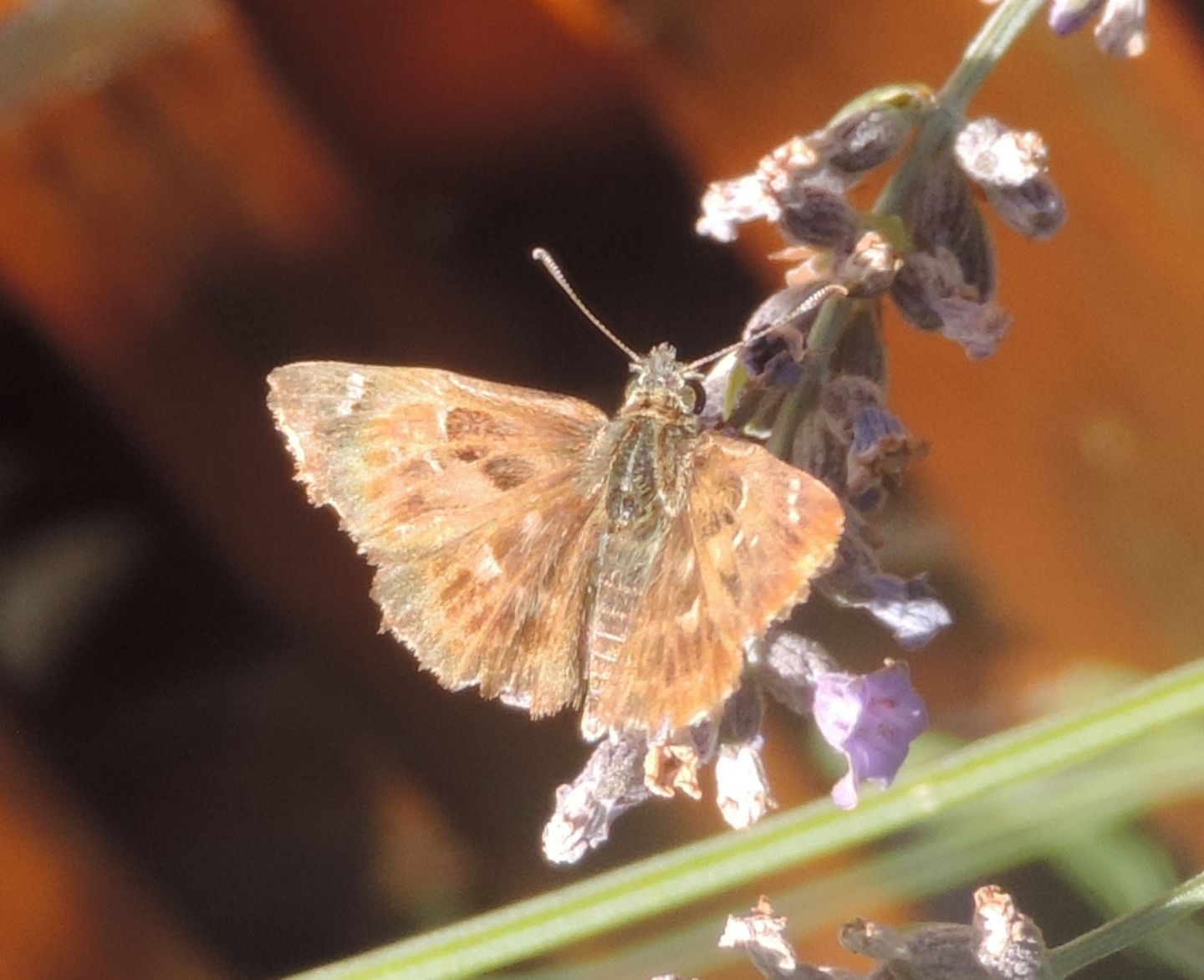 Carcharodus alceae (Hesperiidae)