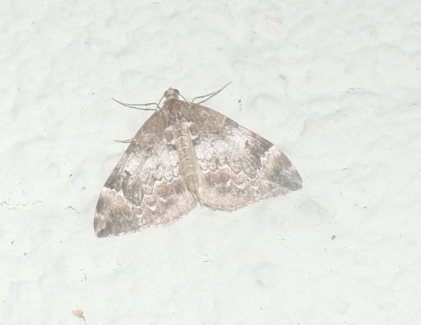 Dysstroma truncata? S