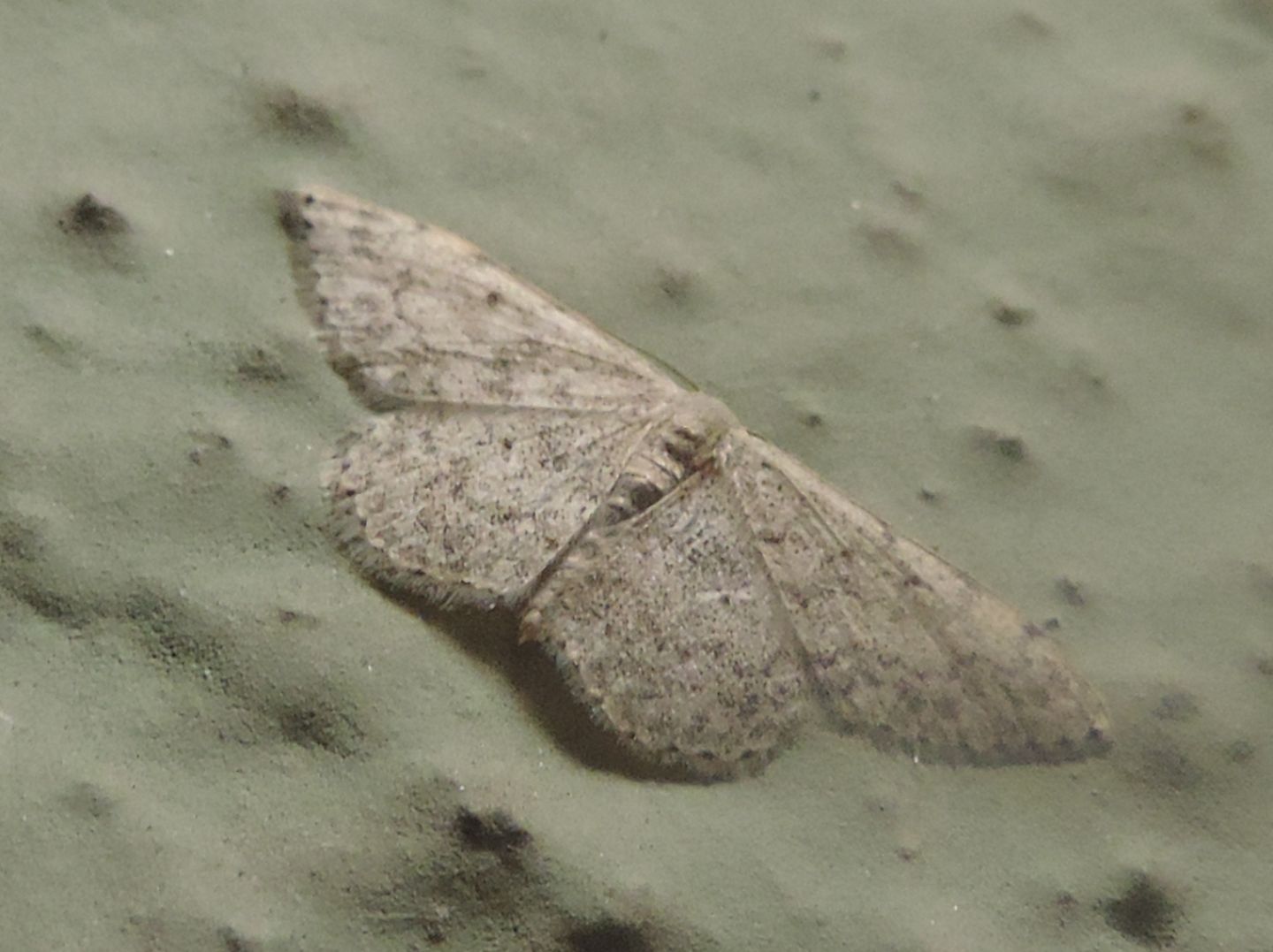 Idaea seriata? S....