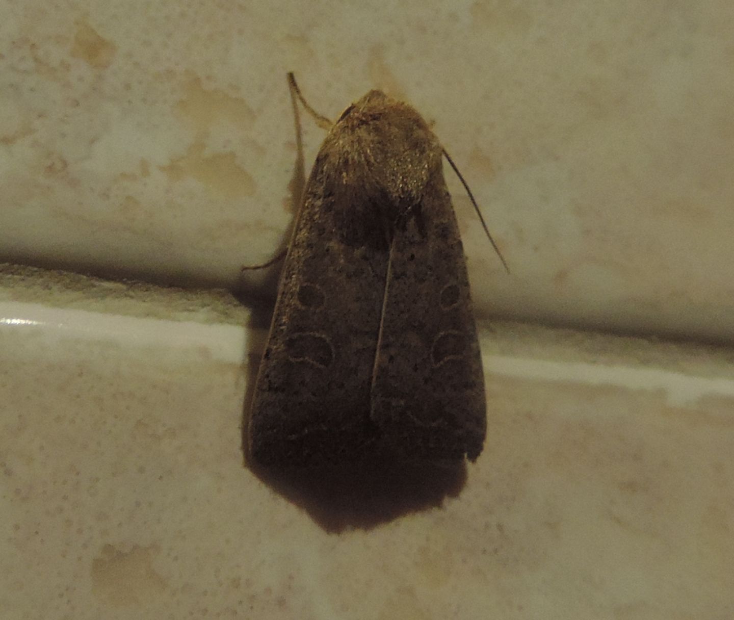 Orthosia?  No, Hoplodrina ambigua