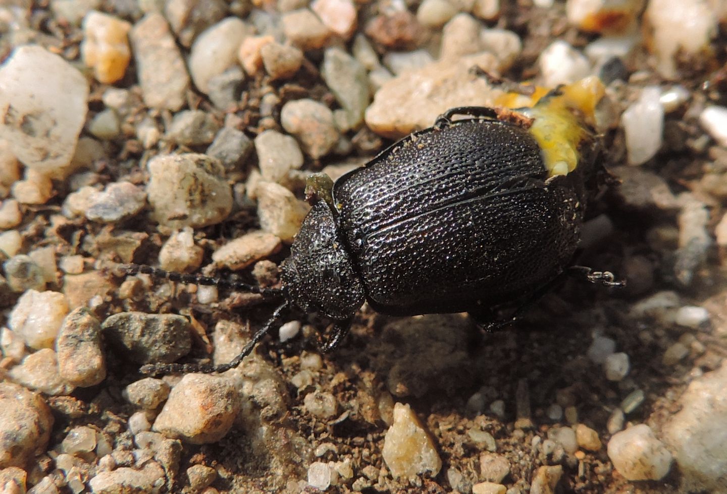 Chysomelidae: Galeruca tanaceti