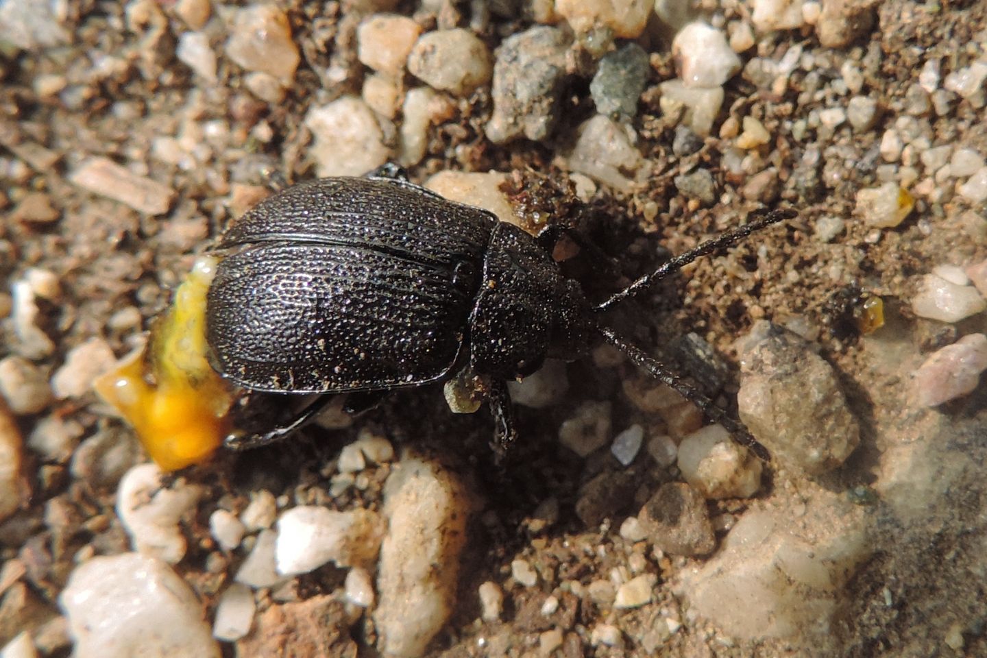 Chysomelidae: Galeruca tanaceti