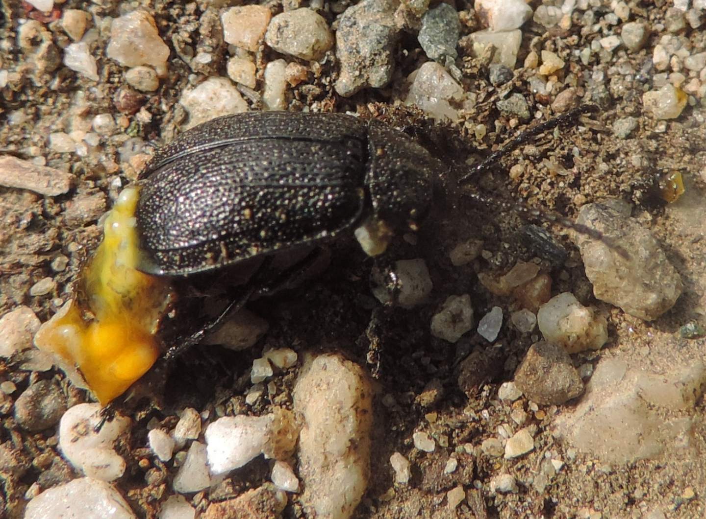 Chysomelidae: Galeruca tanaceti