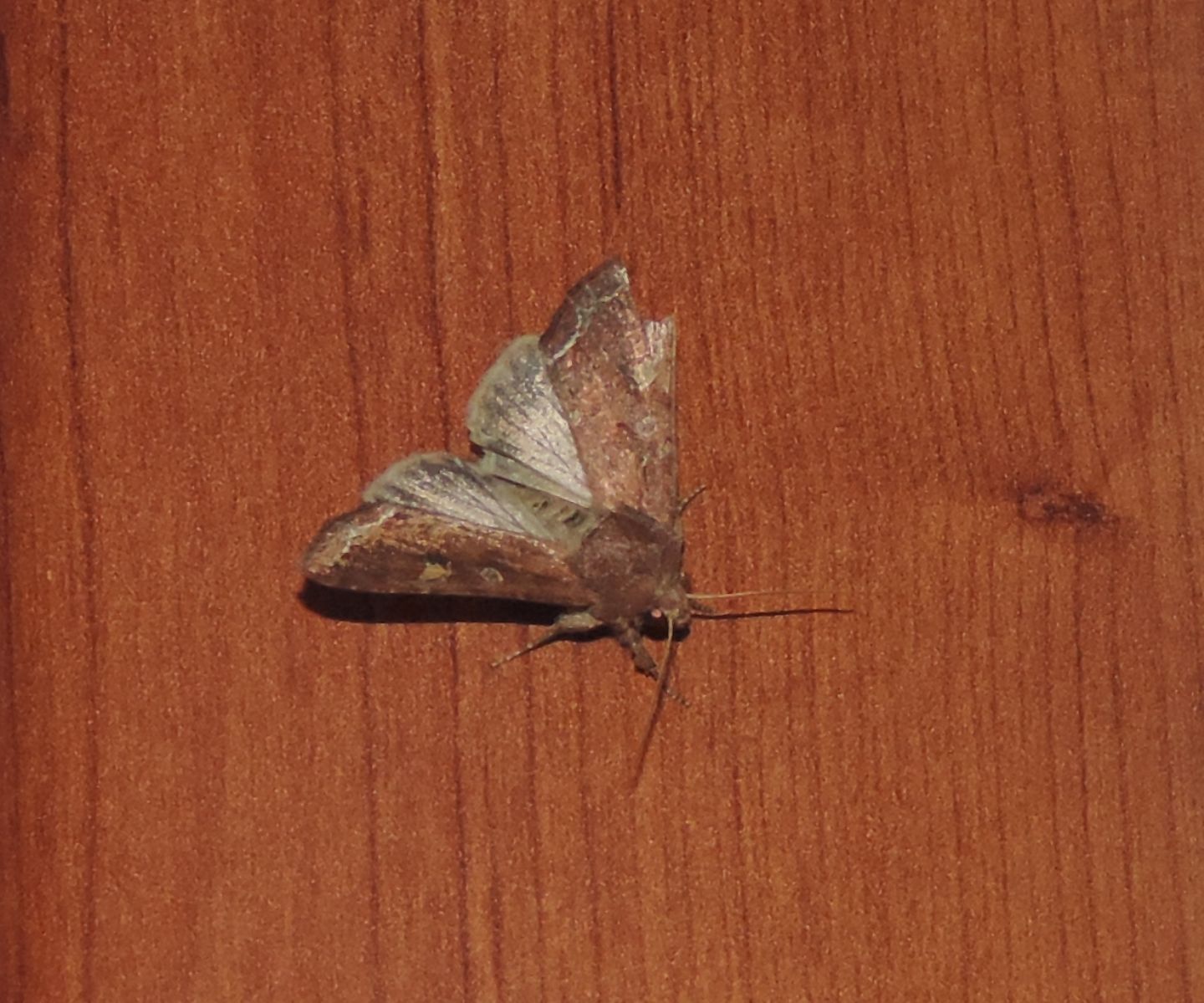 Lacanobia oleracea?  S