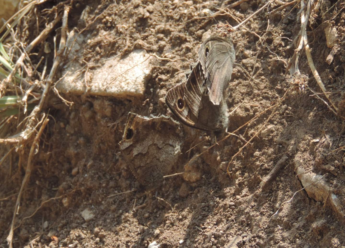 Minois dryas?  No,  Hipparchia statilinus (Nymphalidae Satyrinae)