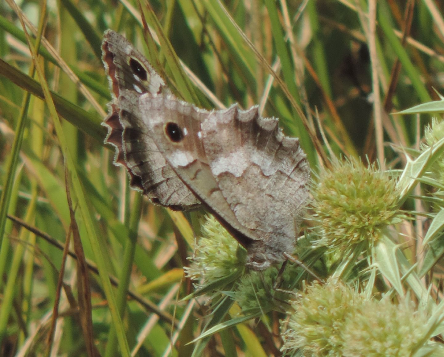 Minois dryas?  No,  Hipparchia statilinus (Nymphalidae Satyrinae)