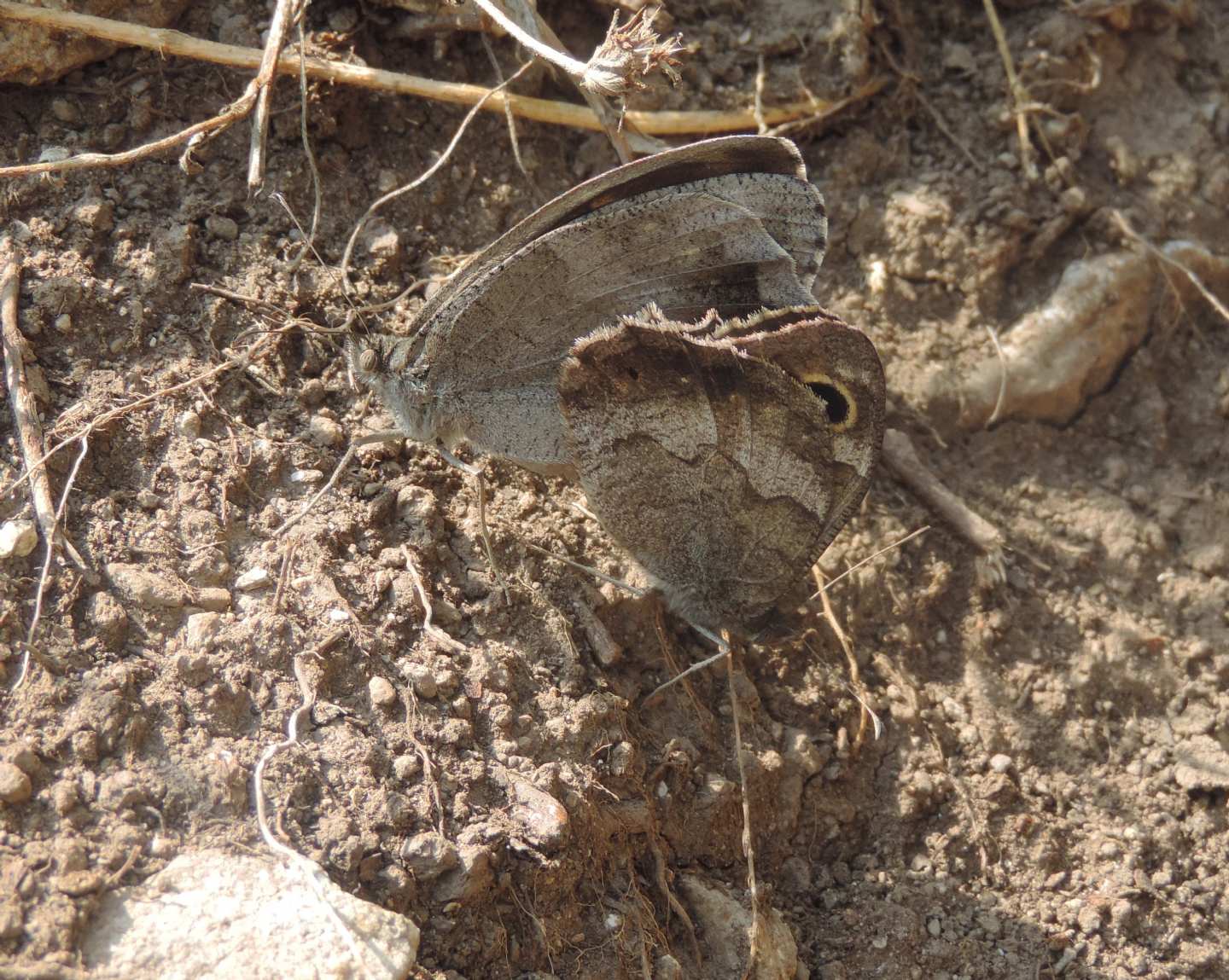 Minois dryas?  No,  Hipparchia statilinus (Nymphalidae Satyrinae)