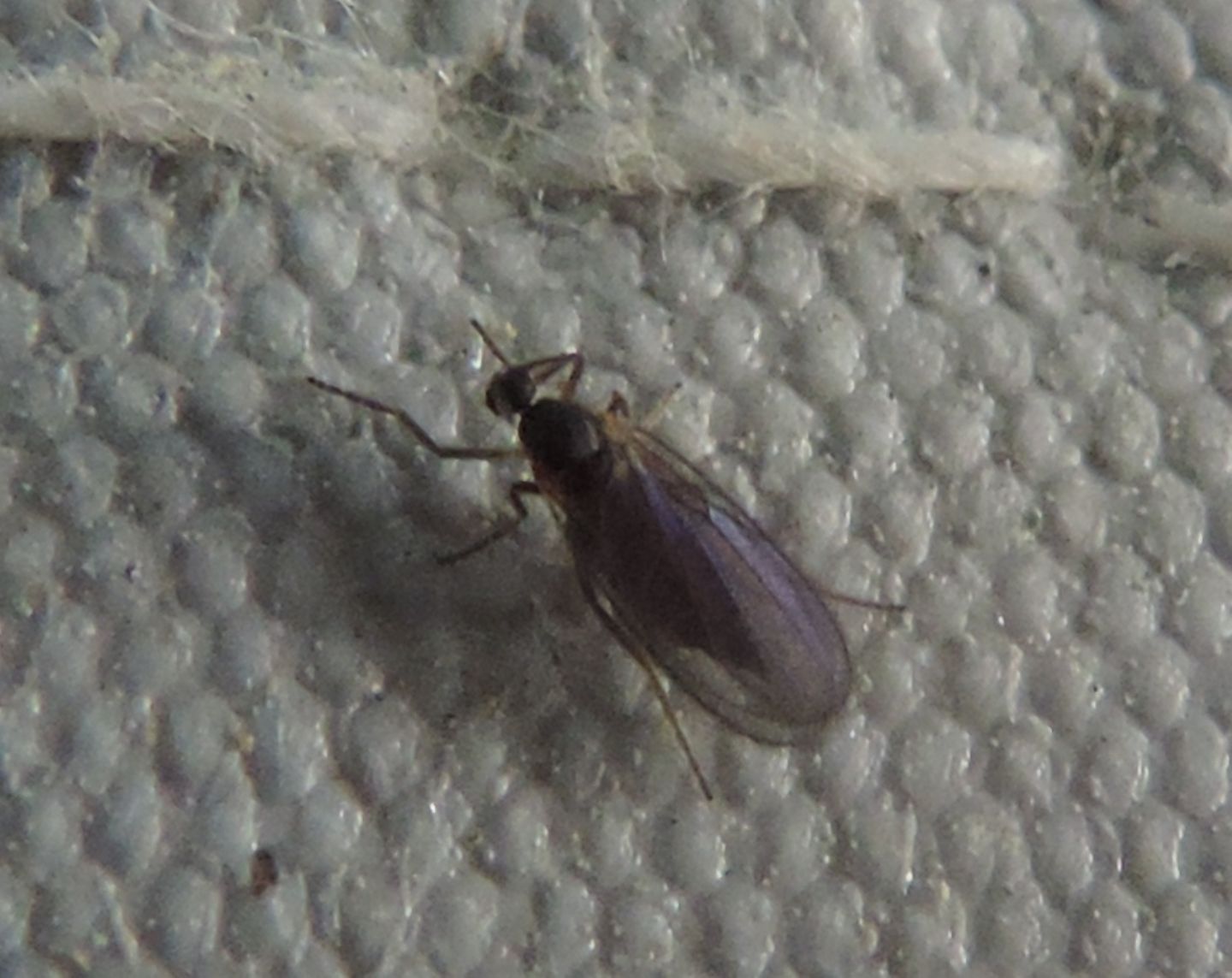 Bibionidae?