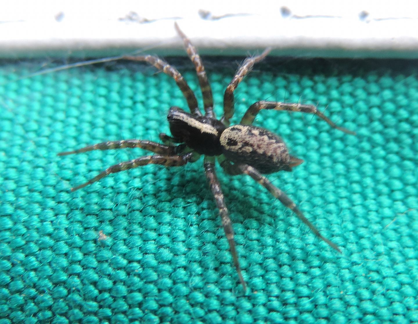 Textrix sp.   -  Salbertrand (TO)