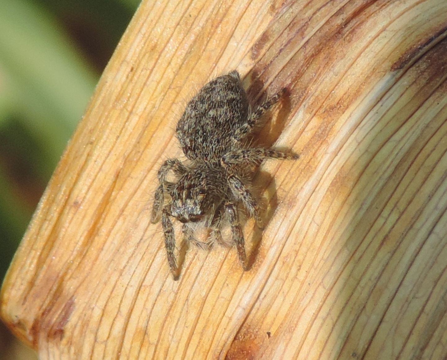 Philaeus chrysops - Salbertrand (TO)