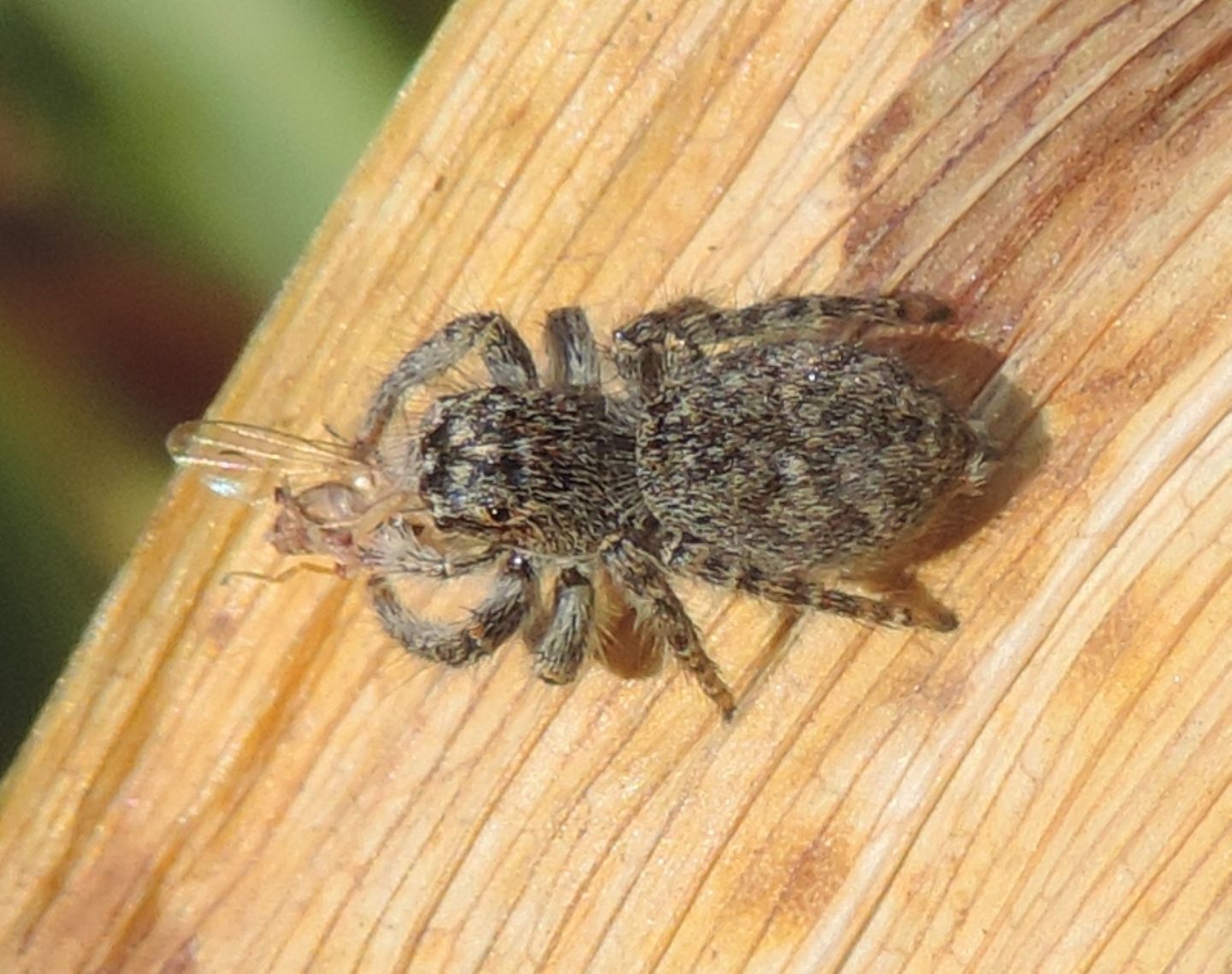 Philaeus chrysops - Salbertrand (TO)
