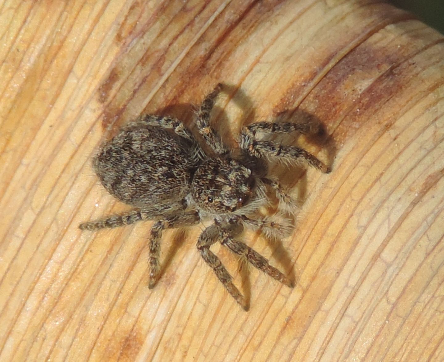 Philaeus chrysops - Salbertrand (TO)