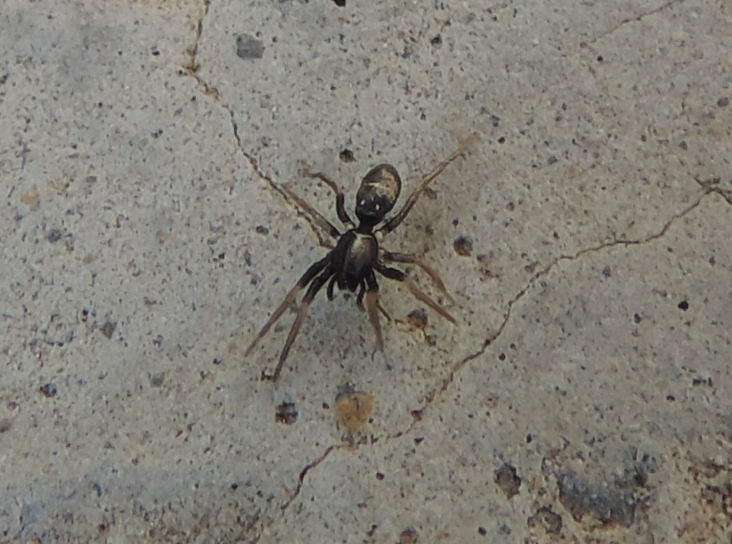 Corinnidae? No, Gnaphosidae:  Micaria sp. - Magliano Alfieri (CN)