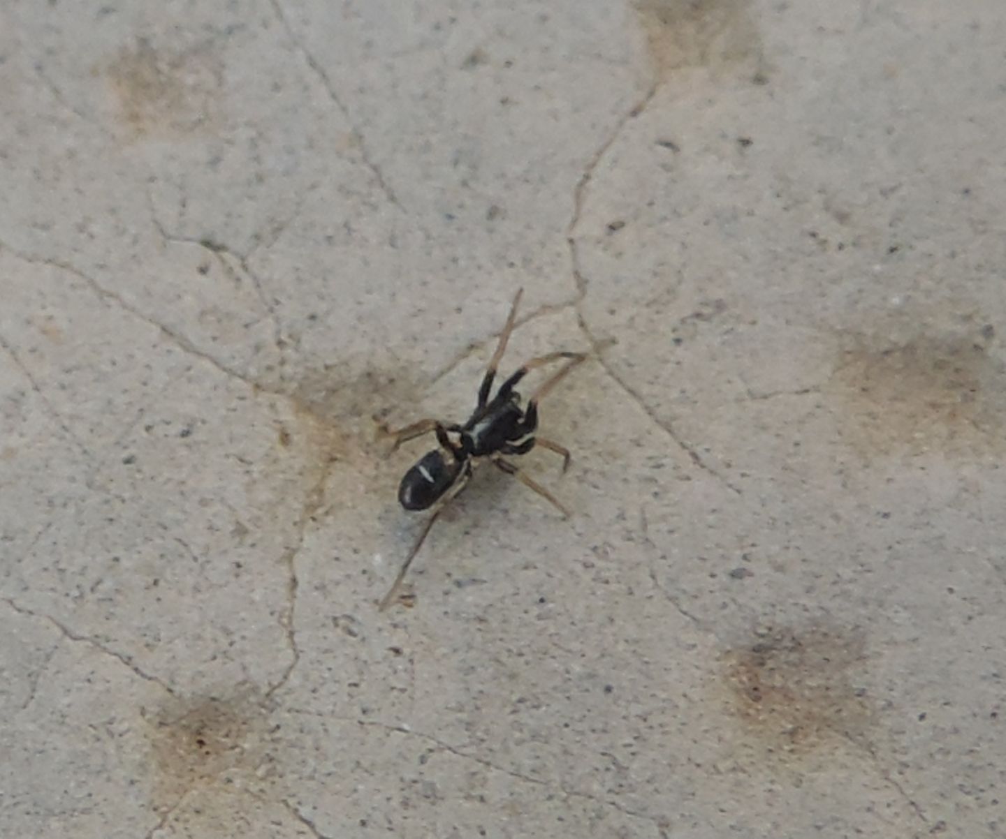 Corinnidae? No, Gnaphosidae:  Micaria sp. - Magliano Alfieri (CN)