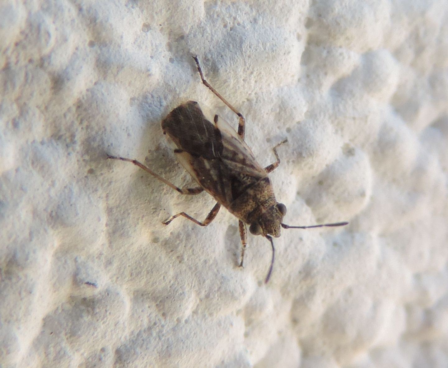 Lygaeidae: quale Nysius?...Nysius sp.