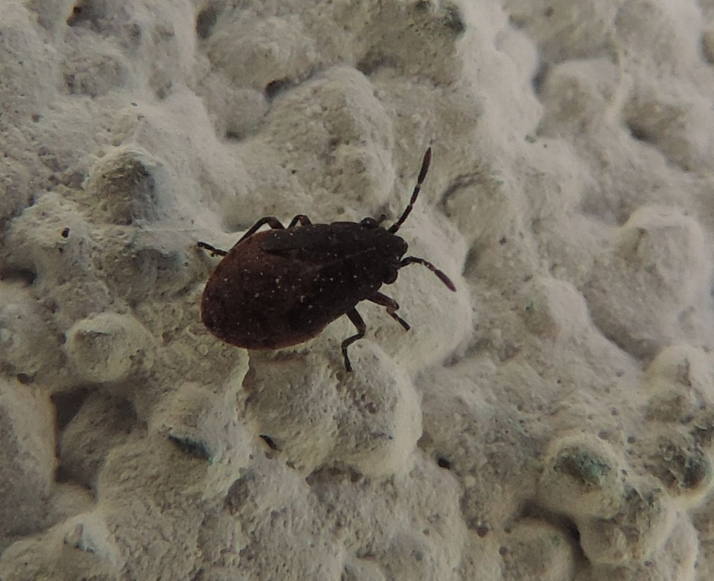 Lygaeidae: quale Nysius?...Nysius sp.