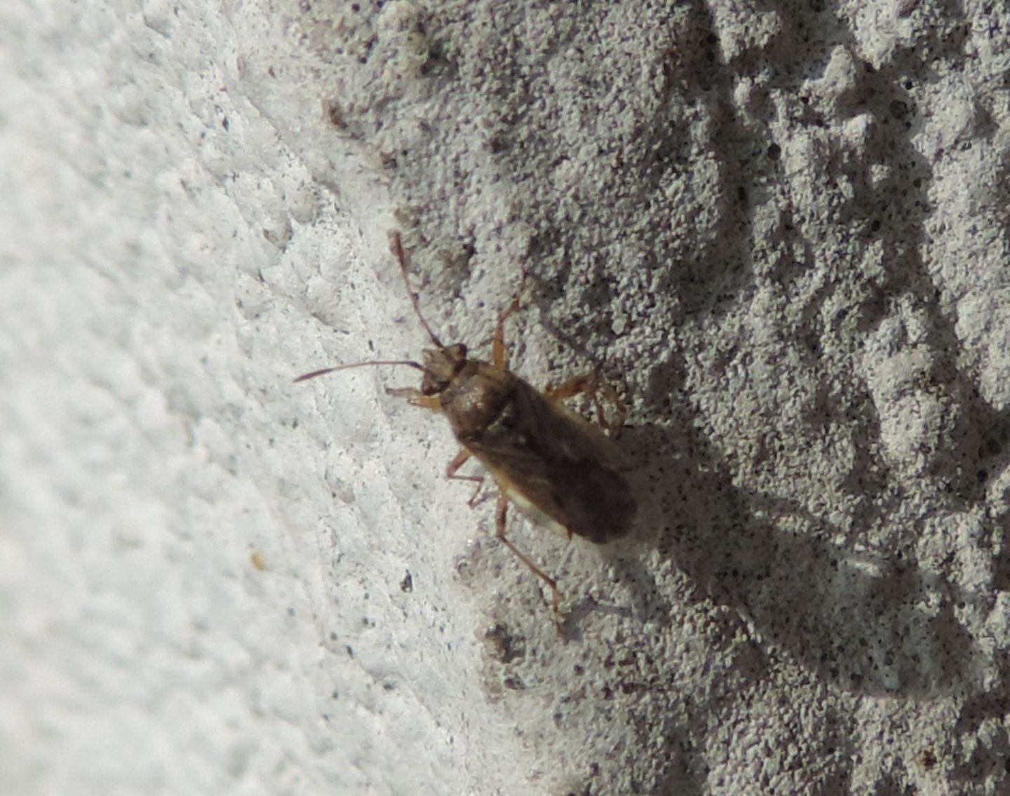 Lygaeidae: quale Nysius?...Nysius sp.