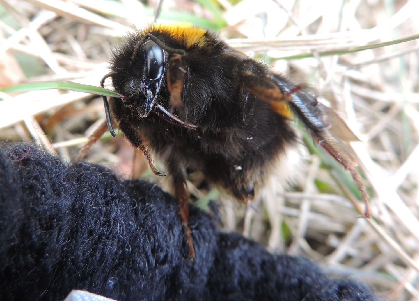 Regina di Bombus terrestris?  Probabile...