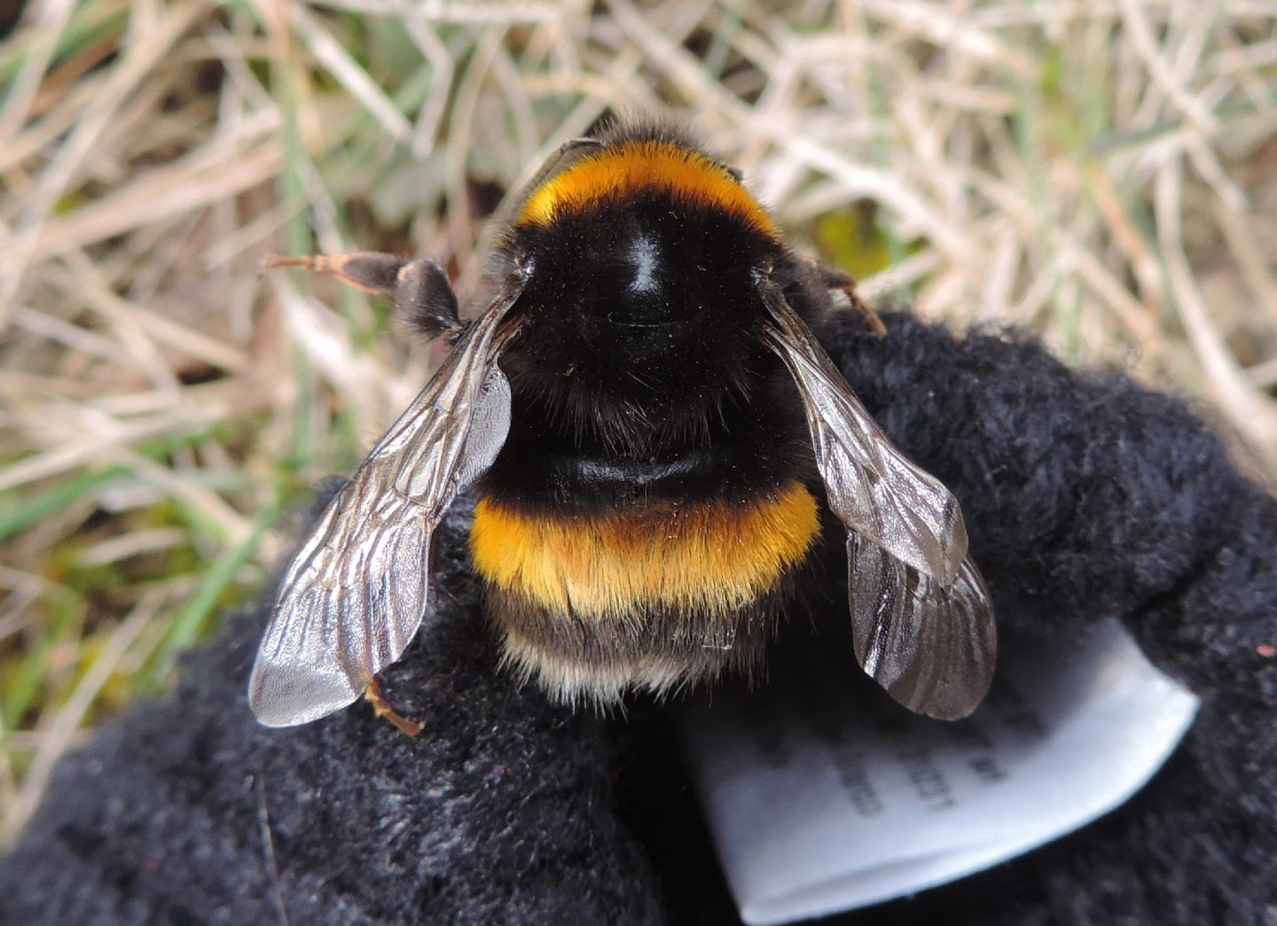 Regina di Bombus terrestris?  Probabile...