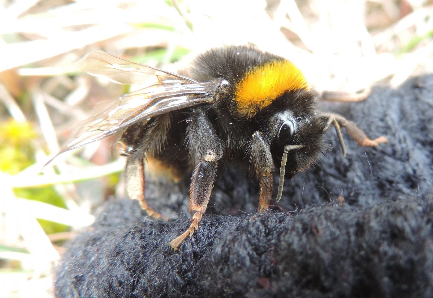 Regina di Bombus terrestris?  Probabile...