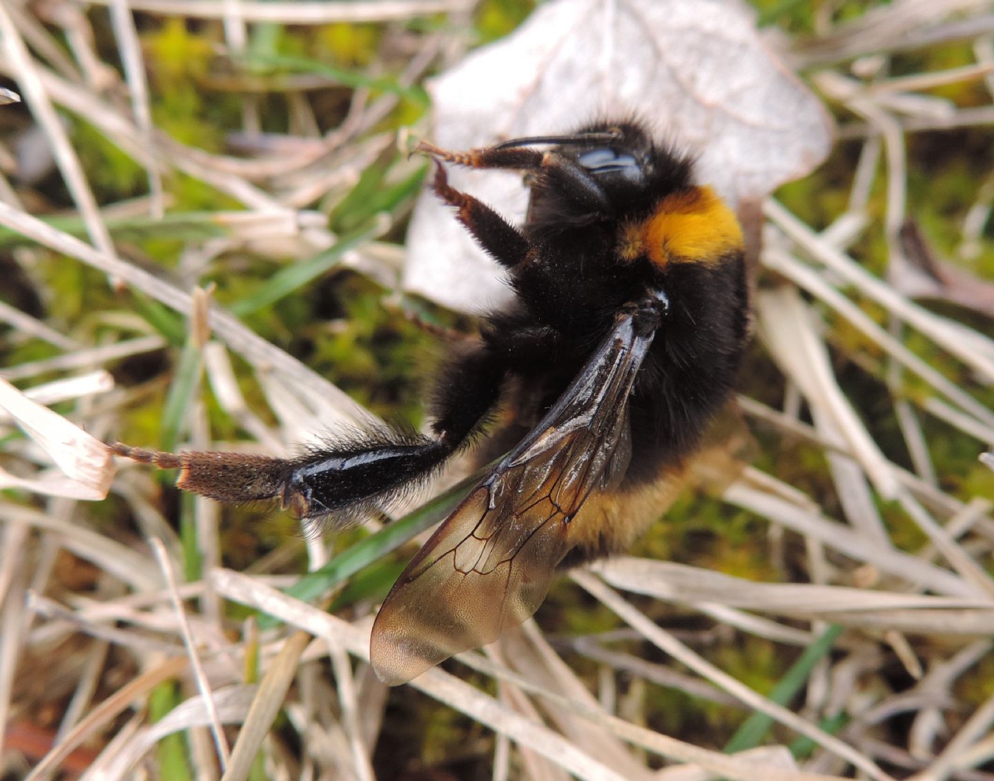 Regina di Bombus terrestris?  Probabile...