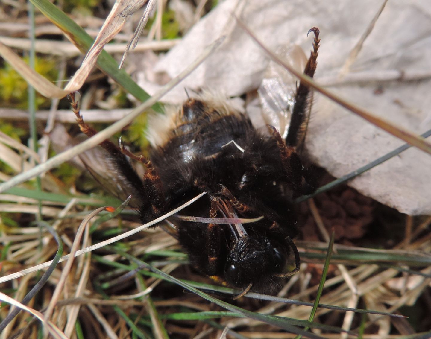 Regina di Bombus terrestris?  Probabile...