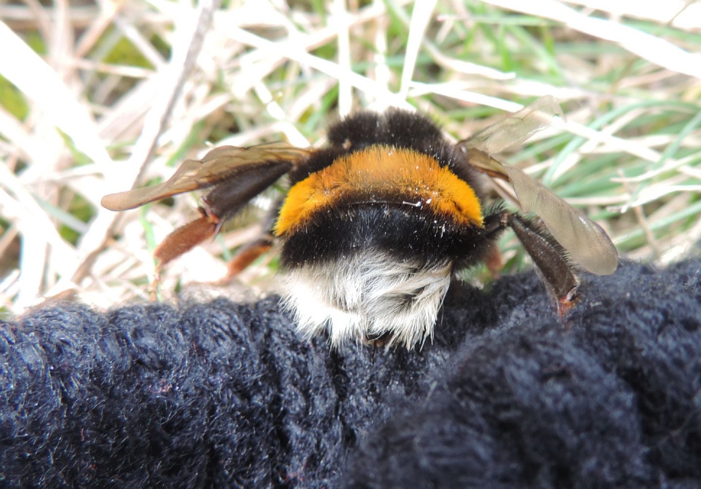 Regina di Bombus terrestris?  Probabile...