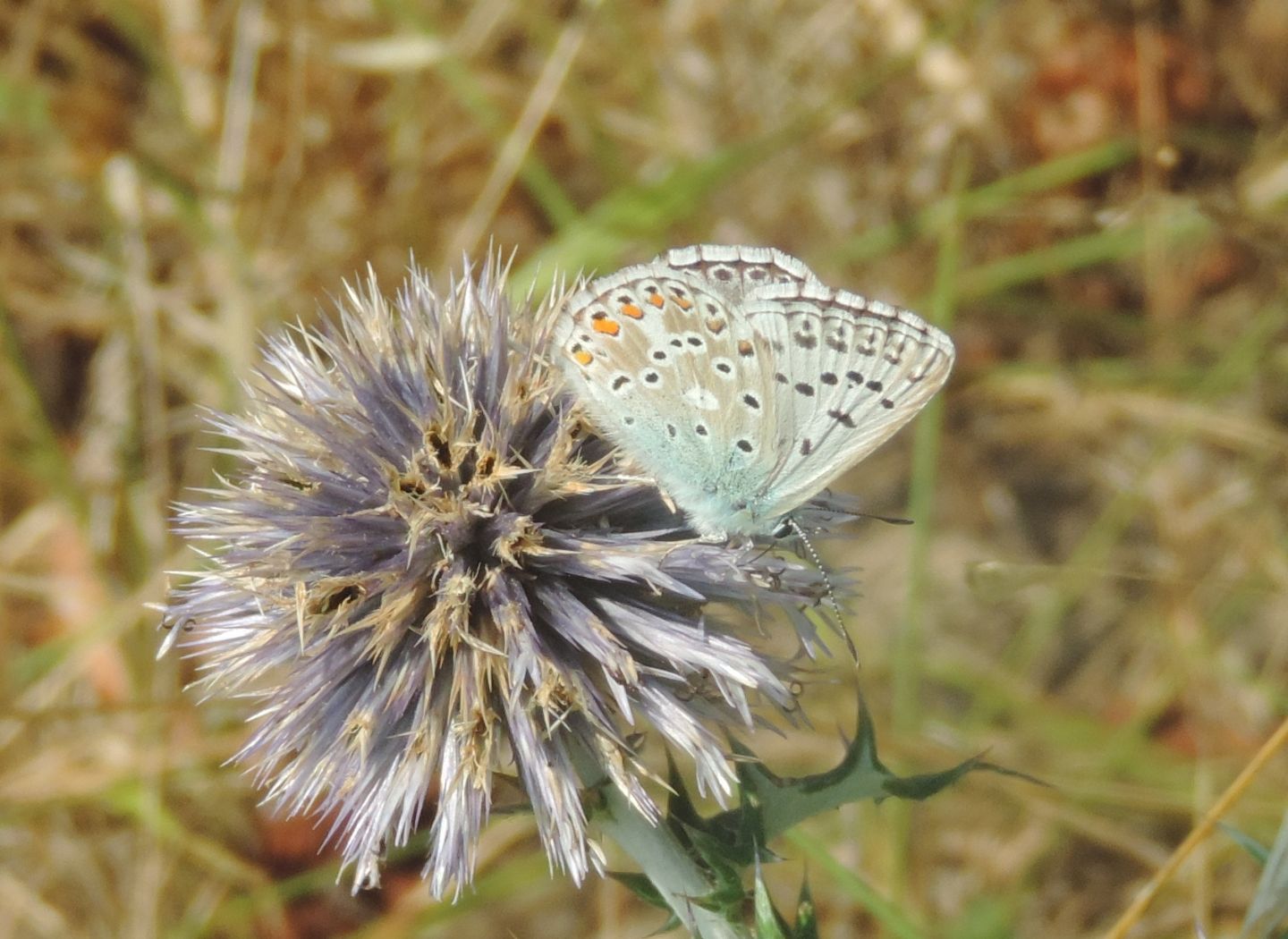 Lycaenidae ligure da identificare